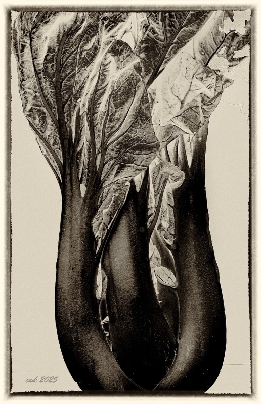 The Faces of Bock Choy by artist Charlie Kreitler